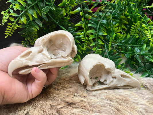 Great Horned Owl Skull (3D Replica)