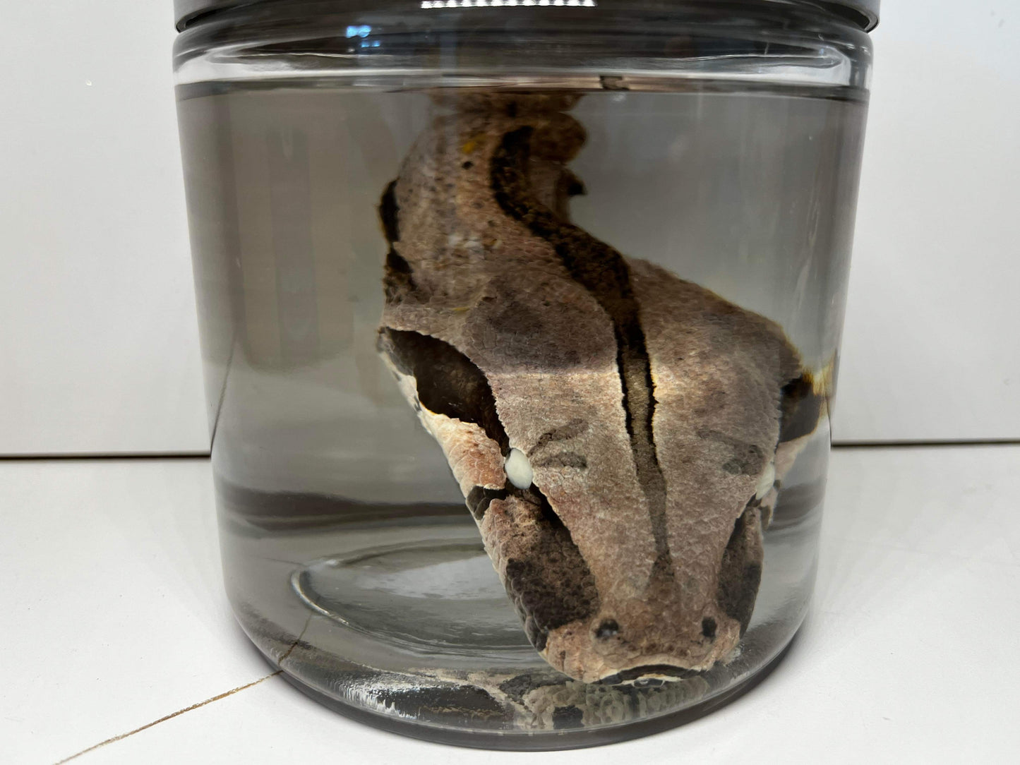 XL Wet Specimen Boa Constrictor Head