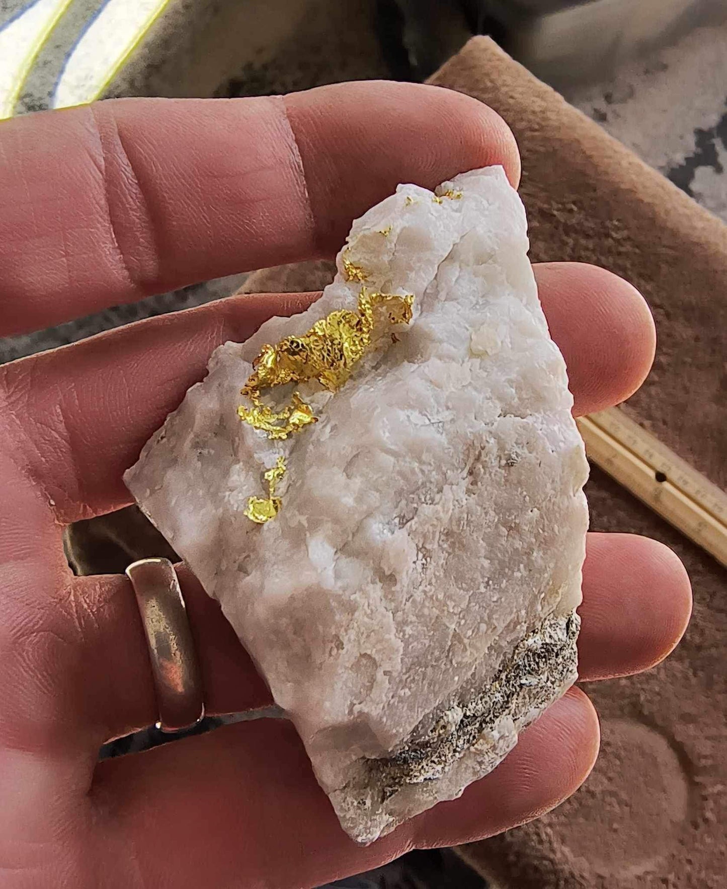 Rich Gold in Milky Bull Quartz- Large gold specimen