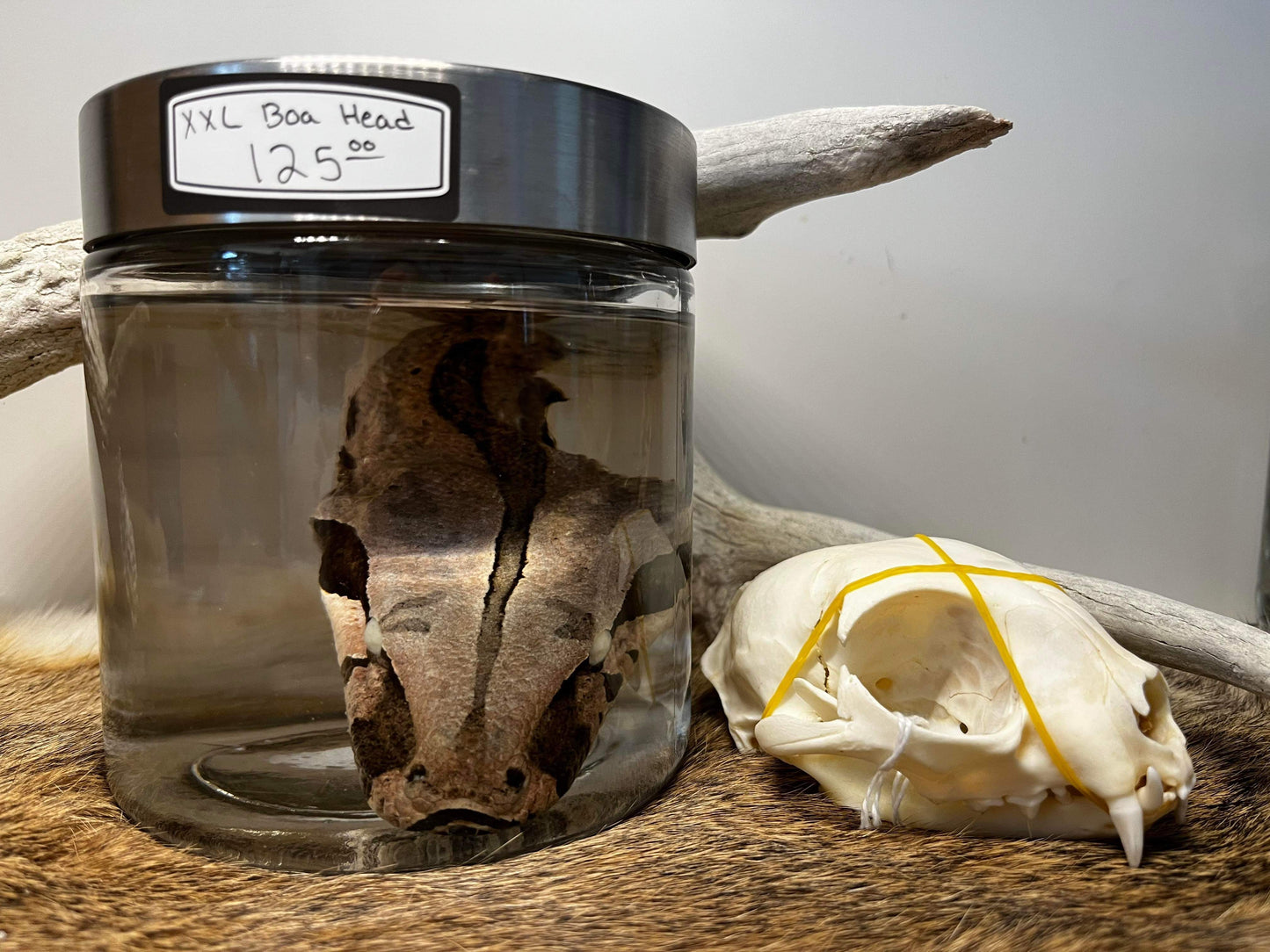 XL Wet Specimen Boa Constrictor Head