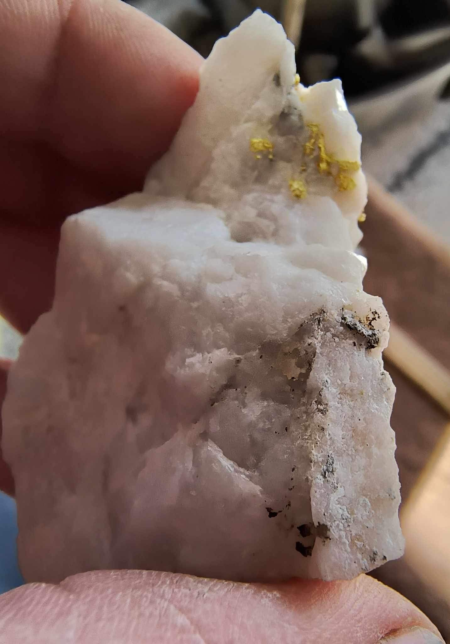 Rich Gold in Milky Bull Quartz- Large gold specimen