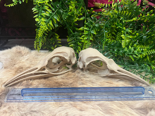 Penguin Skull (3D Replica)