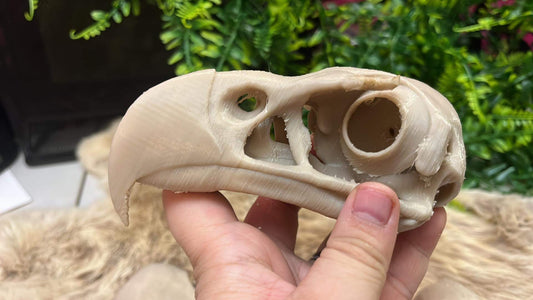 King Vulture Skull (3D Replica)