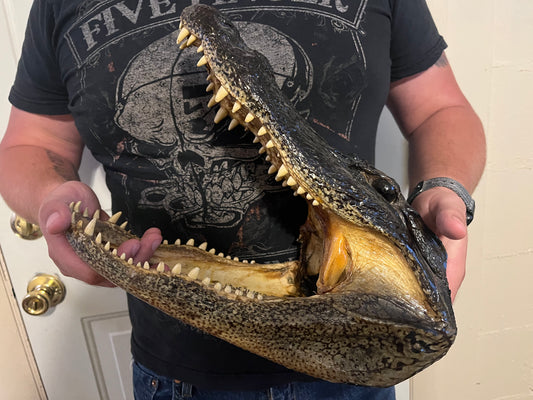 Alligator Head taxidermy (XL)