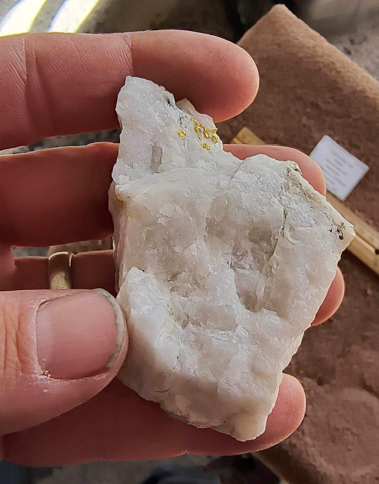 Rich Gold in Milky Bull Quartz- Large gold specimen