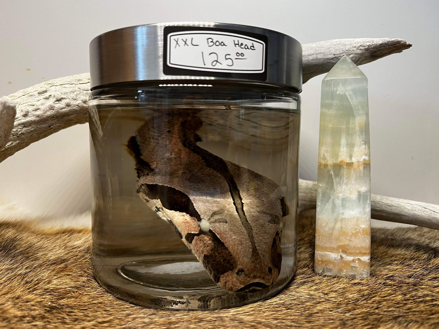 XL Wet Specimen Boa Constrictor Head