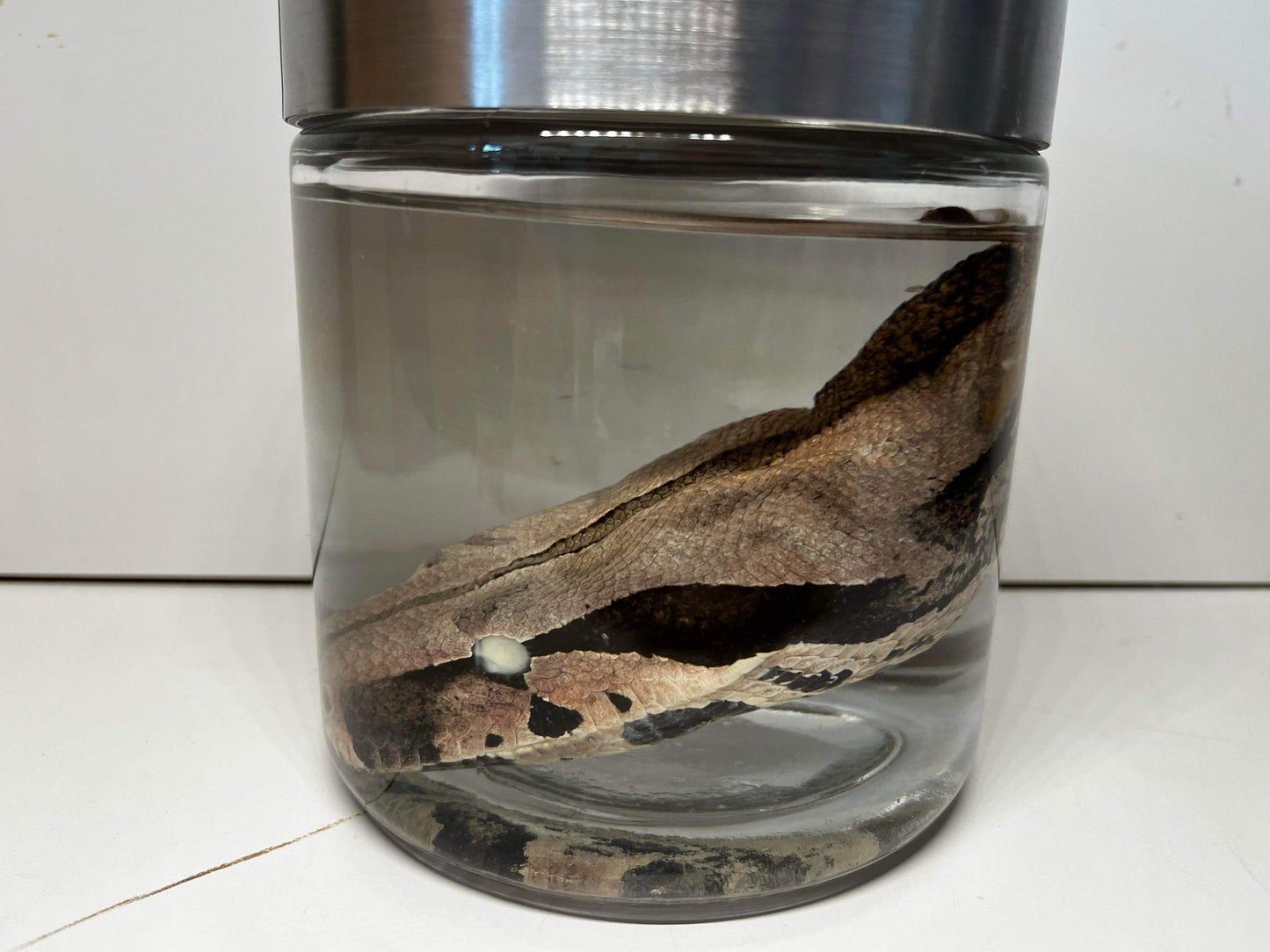 XL Wet Specimen Boa Constrictor Head