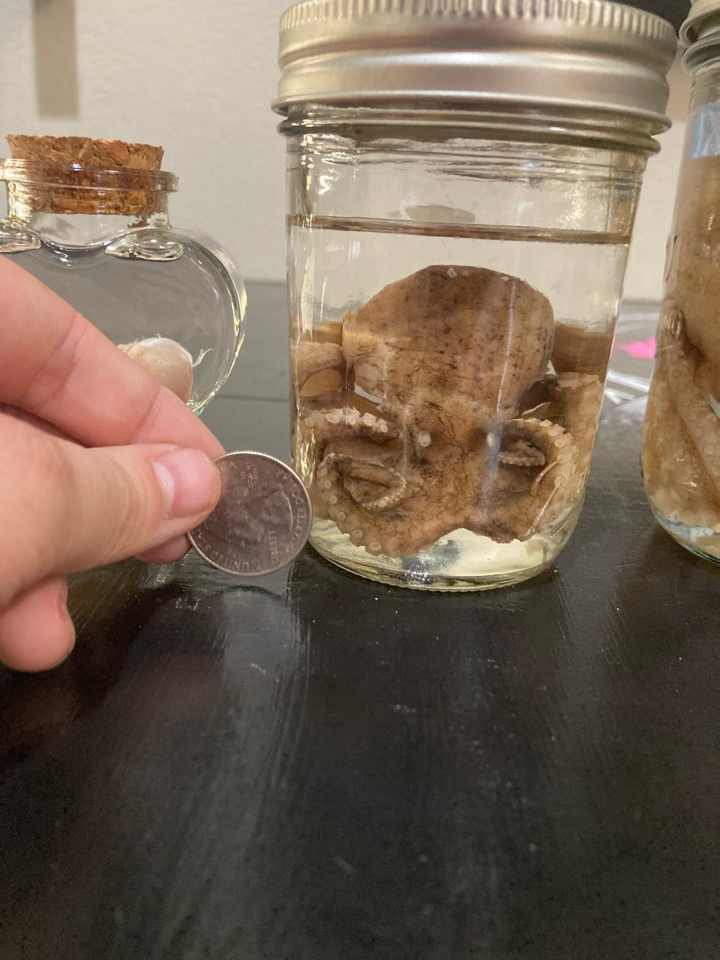 Octopus Wet Specimens