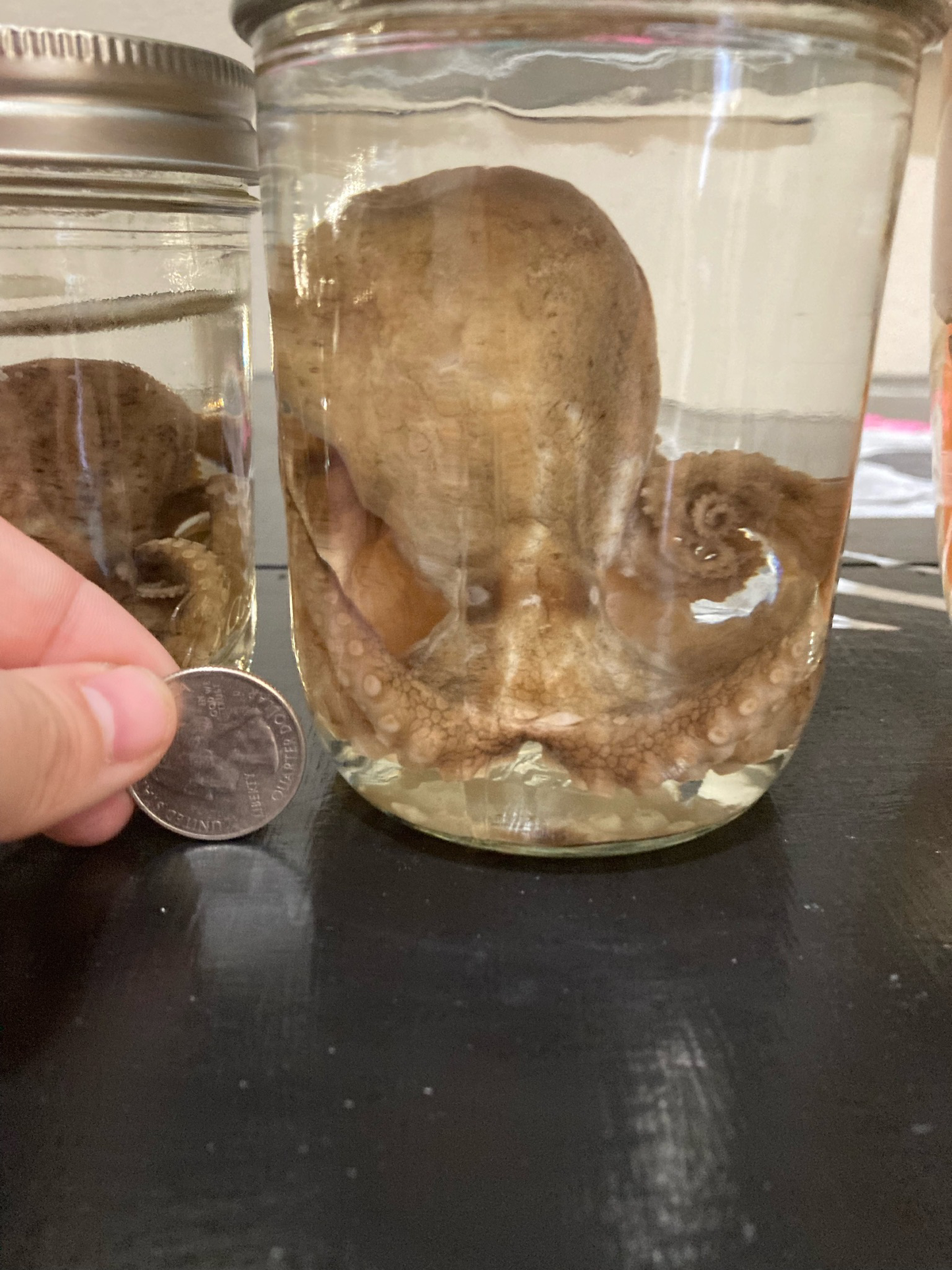 Octopus Wet Specimens