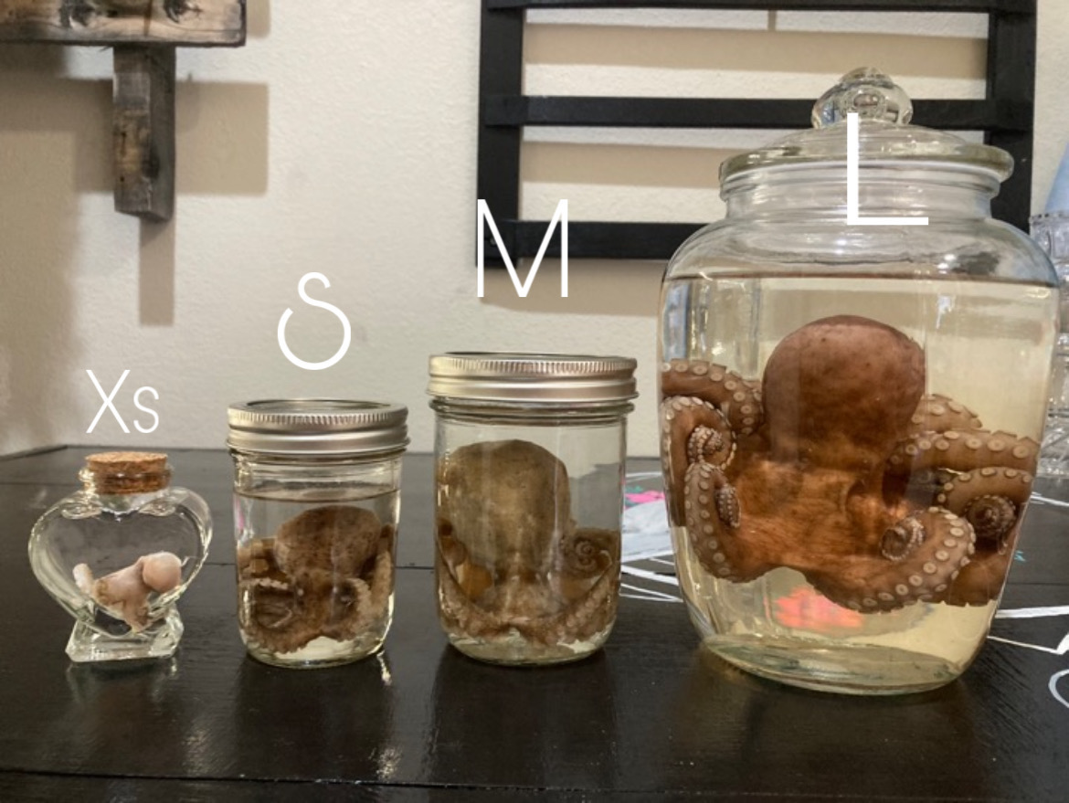 Octopus Wet Specimens