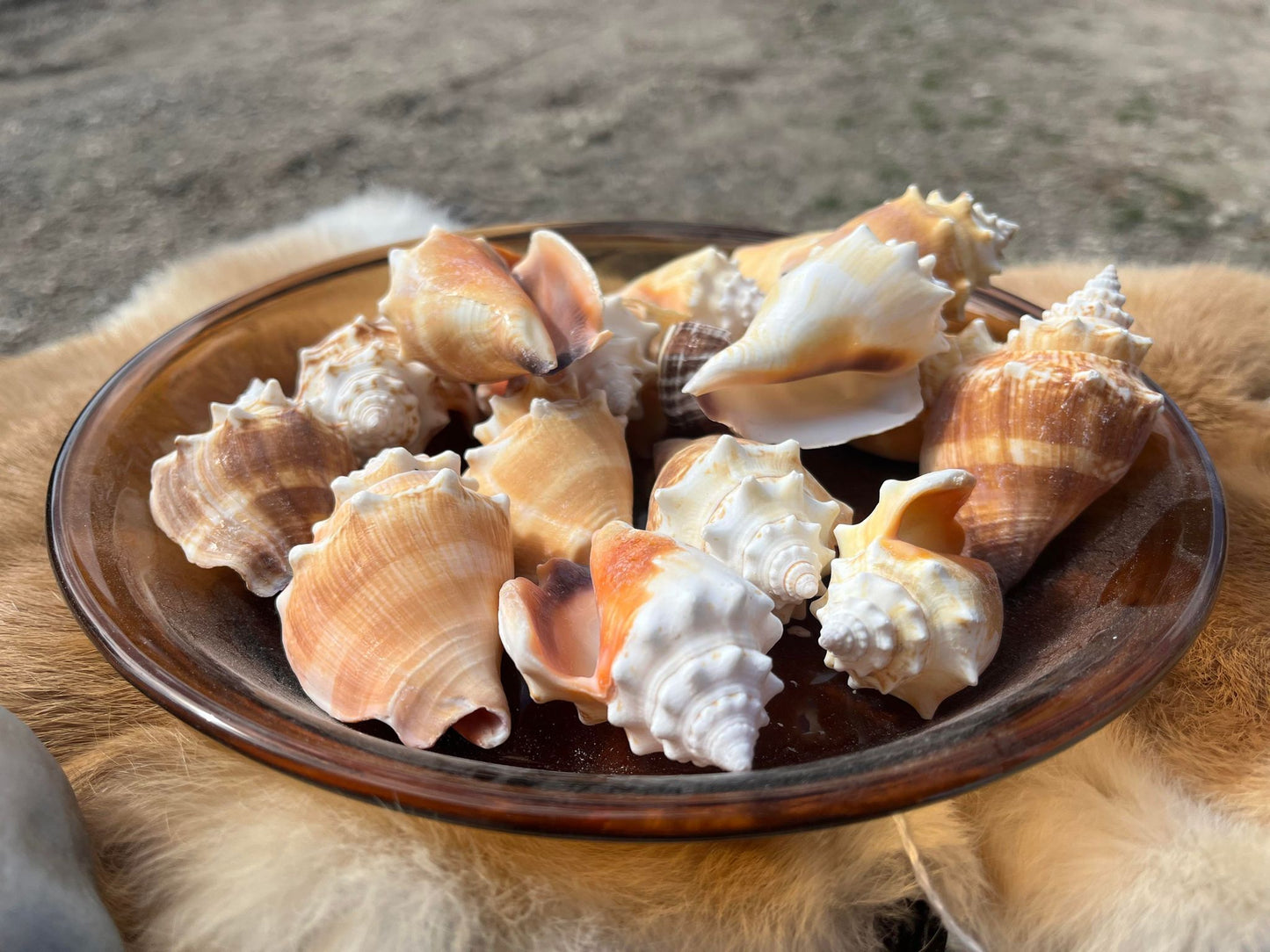 Fighting Conch Shell