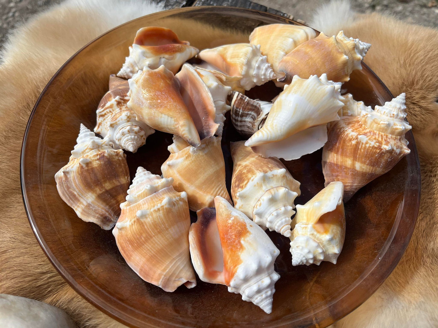 Fighting Conch Shell